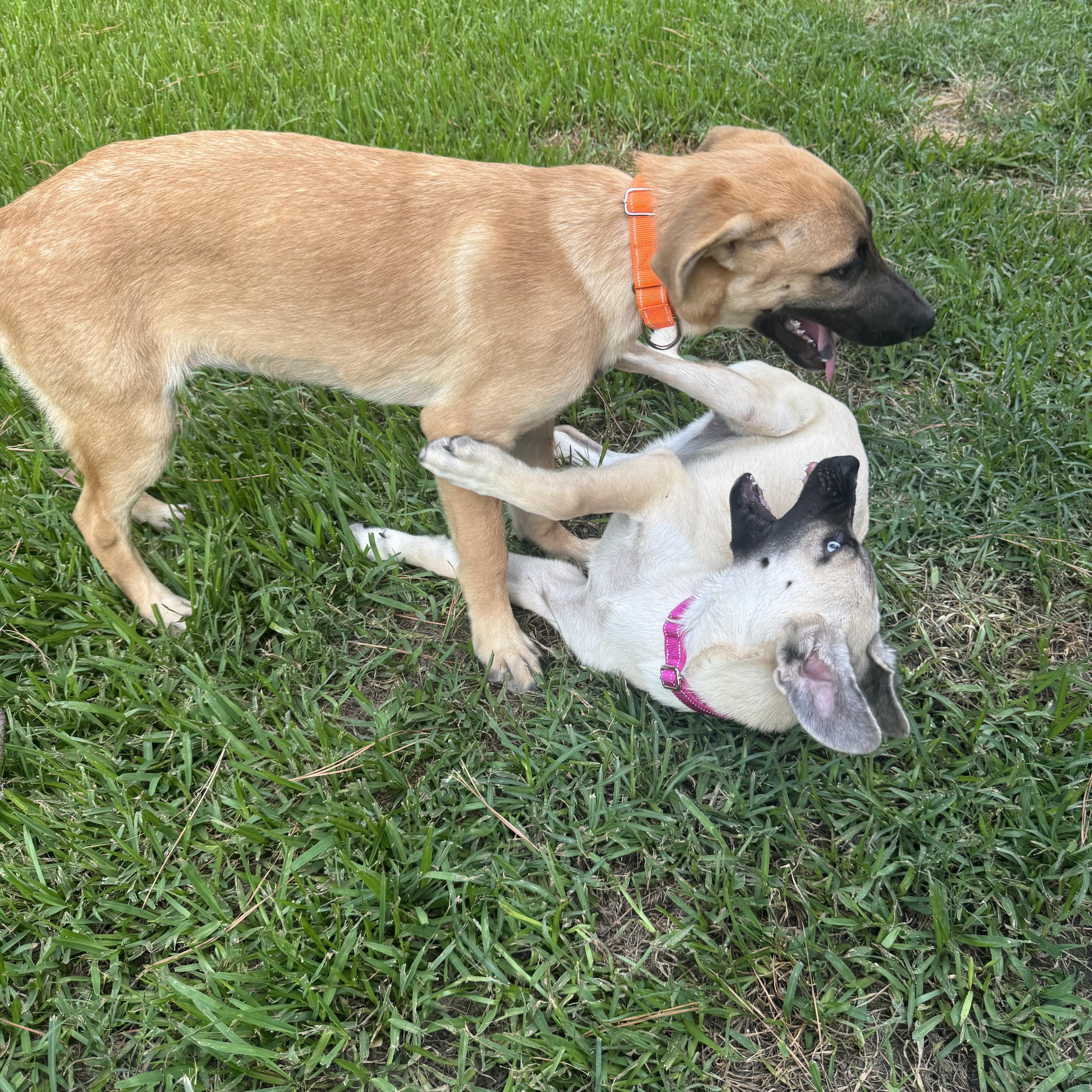 A young medium-sized female Apricot / Beige German Shepherd Dog dog named Emery for adoption in Humble, TX