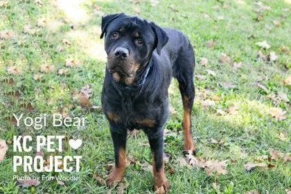 Yogi Bear thumbnail 2