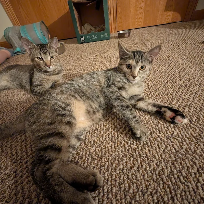 A baby medium-sized female Domestic Short Hair cat named Pepper for adoption in Shippenville, PA