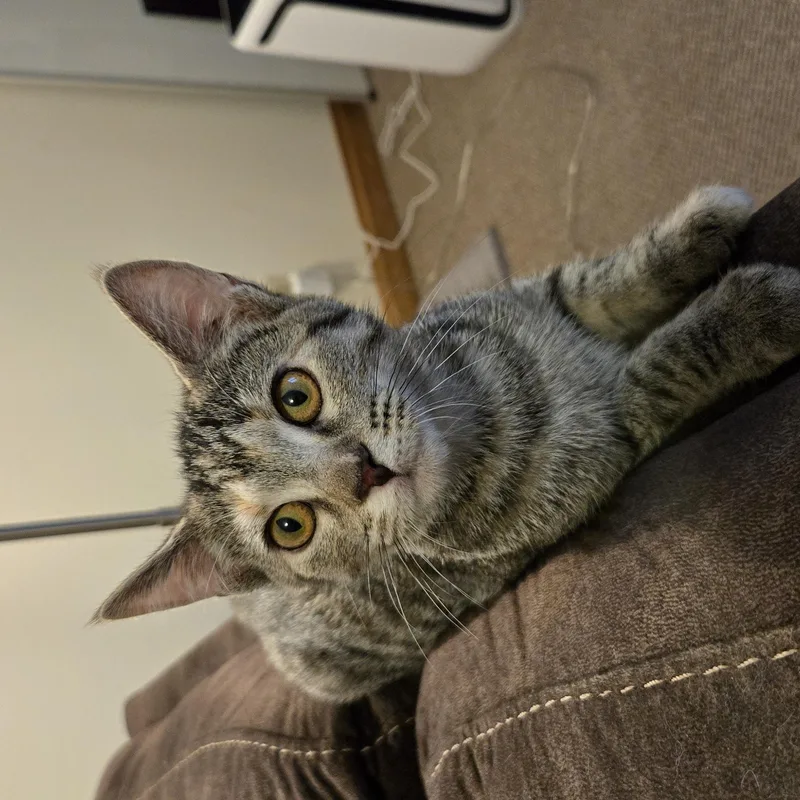 Pepper thumbnail 2