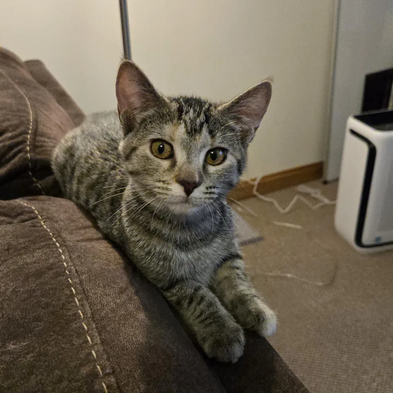 Pepper thumbnail 4
