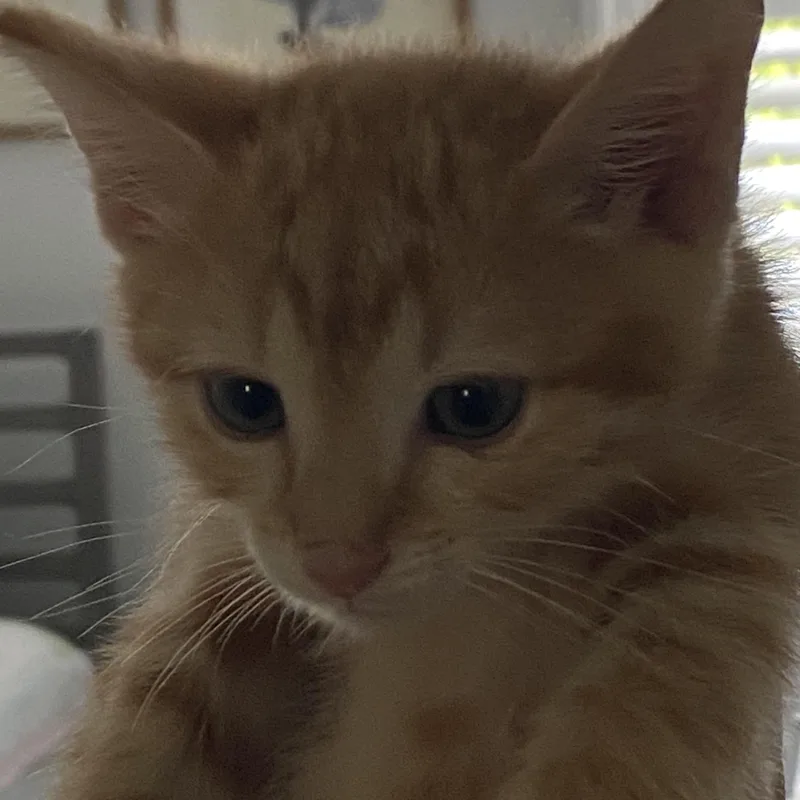 A baby medium-sized male Orange & White Domestic Short Hair cat named Sam Altman for adoption in Beaufort, SC