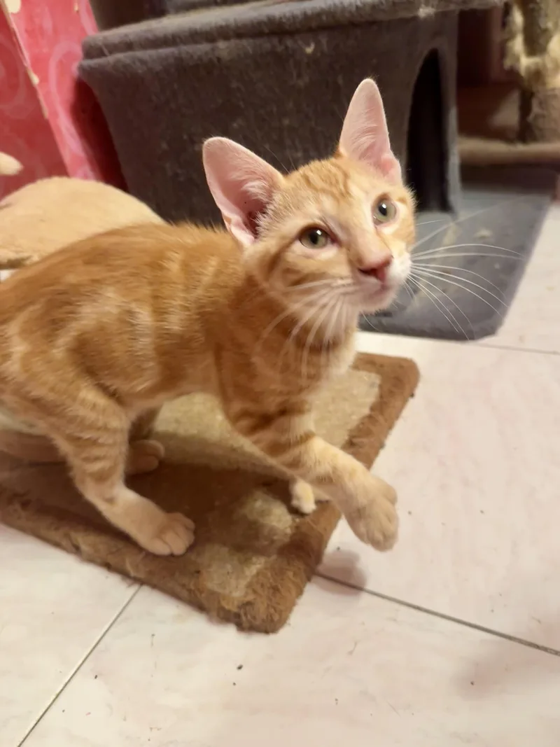 A baby medium-sized male Orange / Red Domestic Short Hair cat named Ronaldo for adoption in Albany, NY