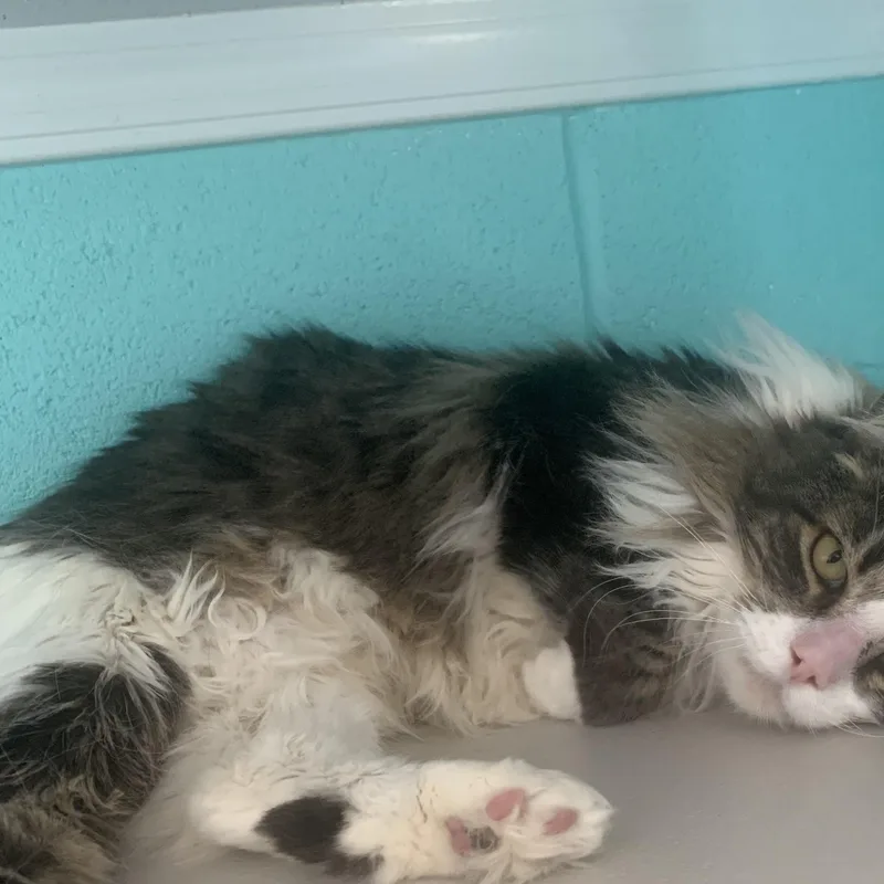 An adult medium-sized female Tabby (Buff / Tan / Fawn) Domestic Medium Hair cat named Gecko for adoption in Bisbee, AZ