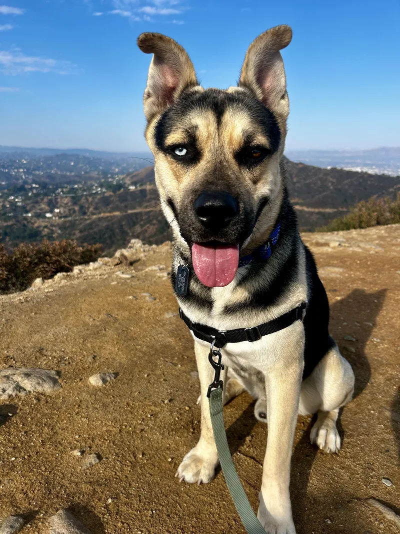 A young large-sized male Bicolor German Shepherd Dog dog named Kylo for adoption in Claremont, CA