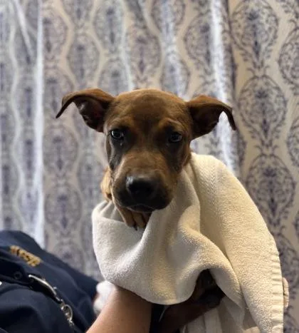 A baby small-sized male Pit Bull Terrier dog named Nutmeg for adoption in Honolulu, HI