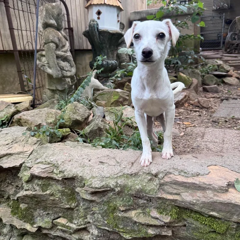 A baby small-sized male White / Cream Mixed Breed dog named Olaf for adoption in Auburn, NH