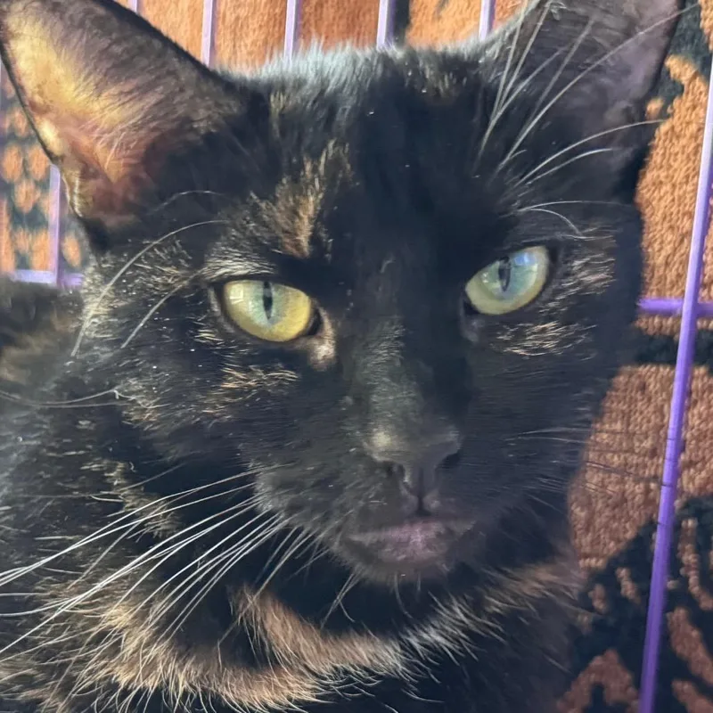 An adult medium-sized female Tortoiseshell Domestic Short Hair cat named Betty Spaghetty for adoption in Salisbury, MA