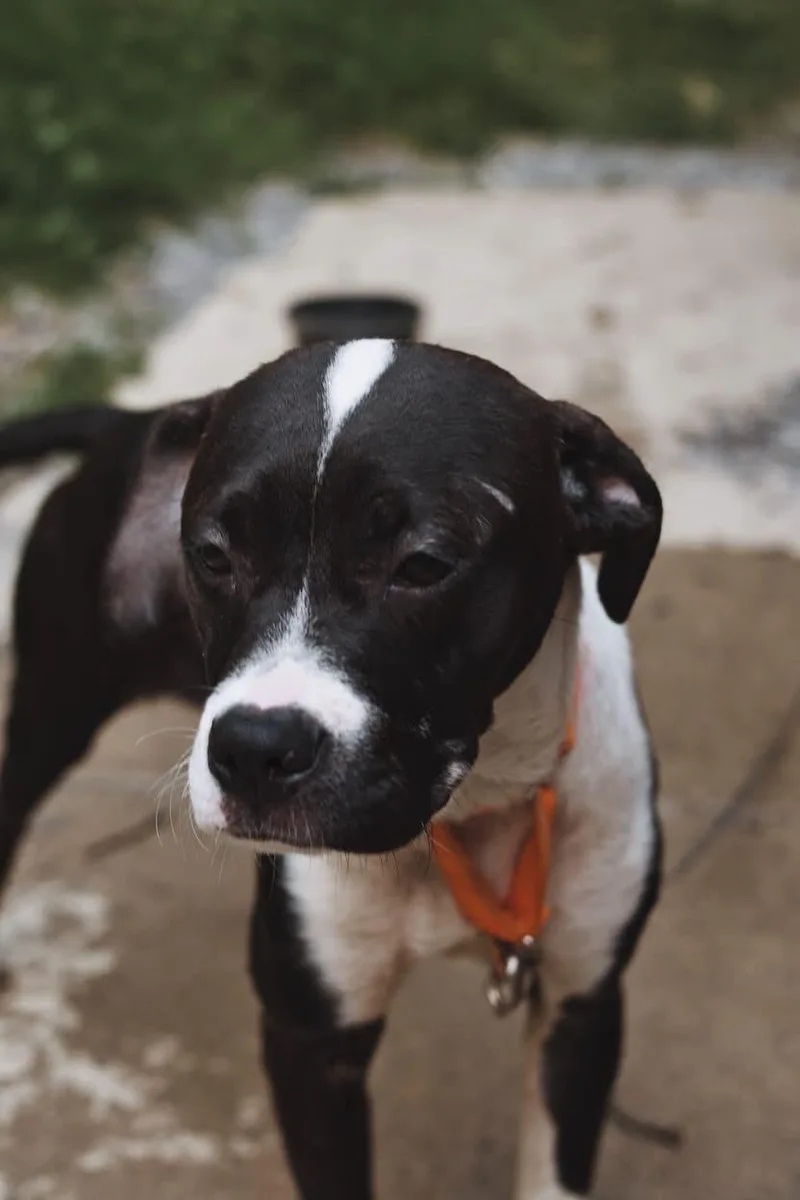 A baby medium-sized female Black Boxer dog named Jade for adoption in Grafton, WV