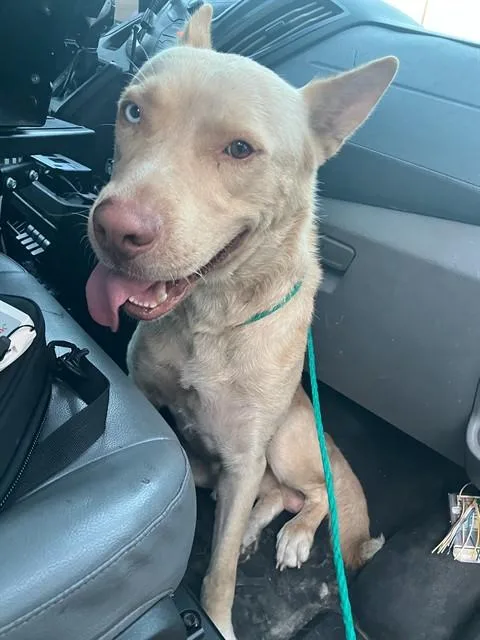 A young medium-sized male Mixed Breed dog named Router for adoption in Dallas, TX