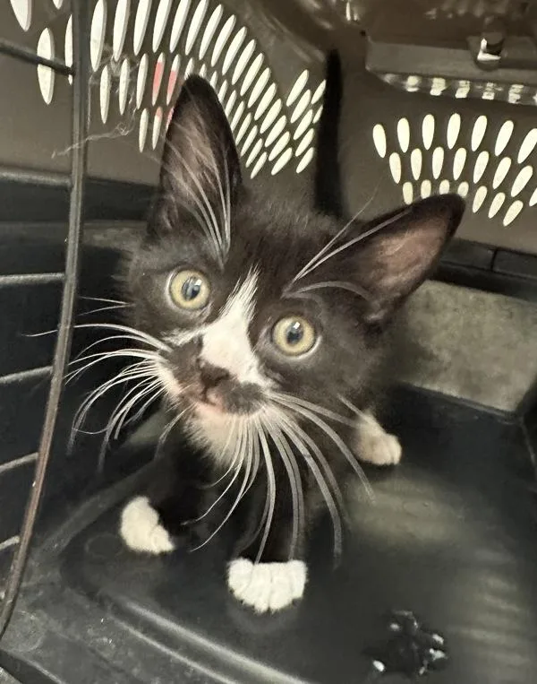 A baby small-sized male Domestic Short Hair cat named Miles Morales for adoption in Santa Rosa, CA