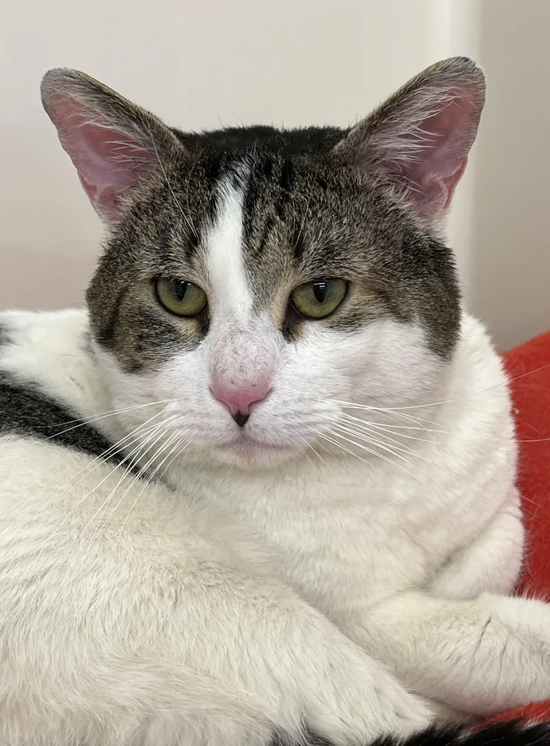 A young medium-sized male White Domestic Short Hair cat named Maverick for adoption in Harrison, NY