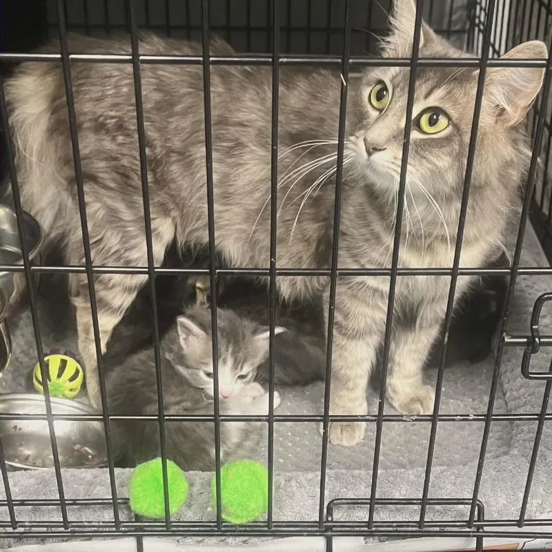A young medium-sized female Gray / Blue / Silver Domestic Short Hair cat named Daffodil In Nokesville  for adoption in Alexandria, VA