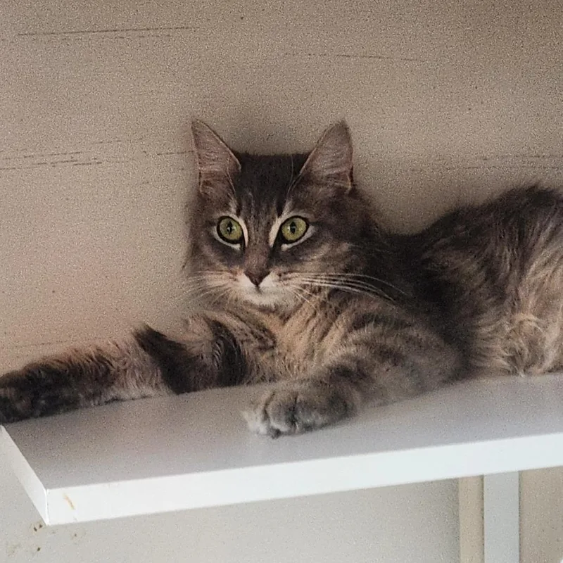 Daffodil In Nokesville  thumbnail 2