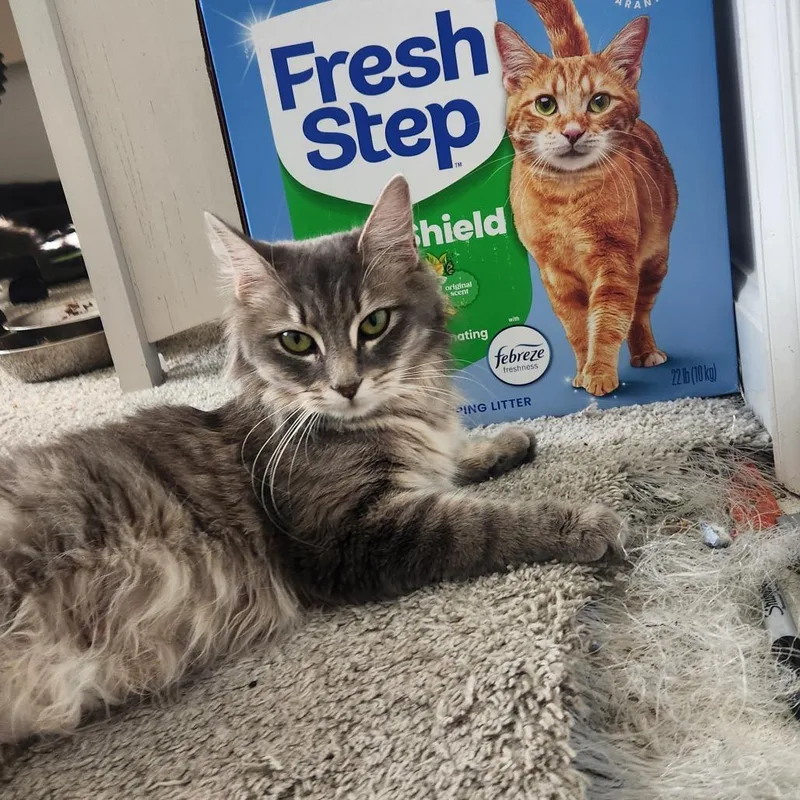 Daffodil In Nokesville  thumbnail 3