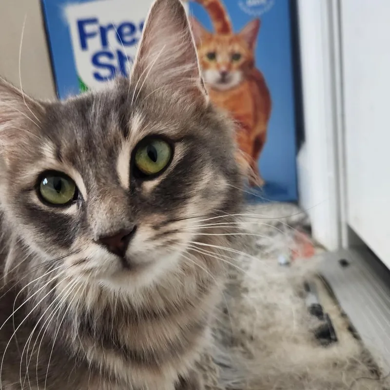 Daffodil In Nokesville  thumbnail 4