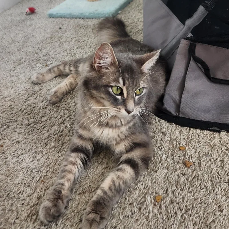 Daffodil In Nokesville  thumbnail 5