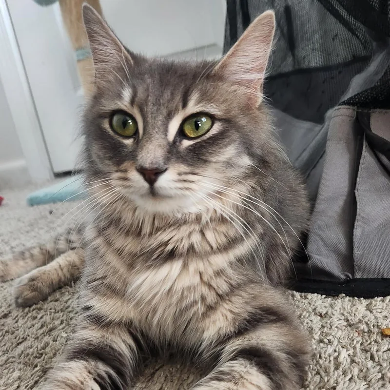 Daffodil In Nokesville  thumbnail 6