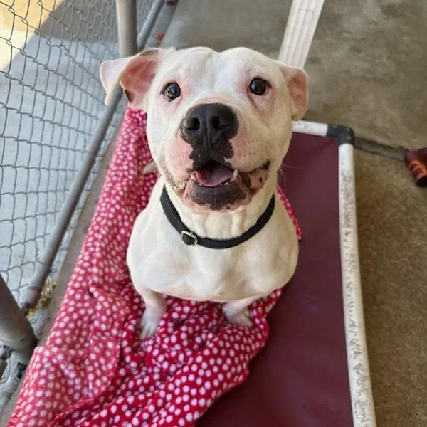 A young medium-sized male Pit Bull Terrier dog named Hitch for adoption in White Oak, PA
