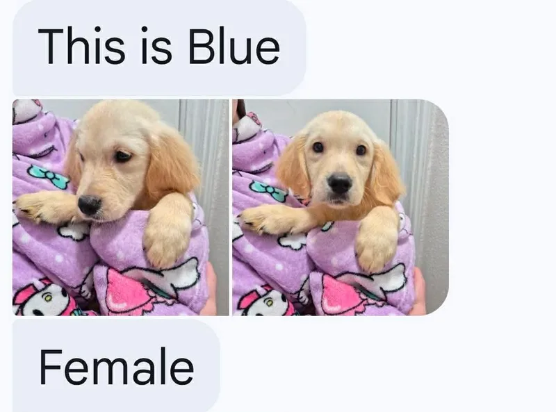 A baby medium-sized male Golden Retriever dog named Blue for adoption in Houston, TX