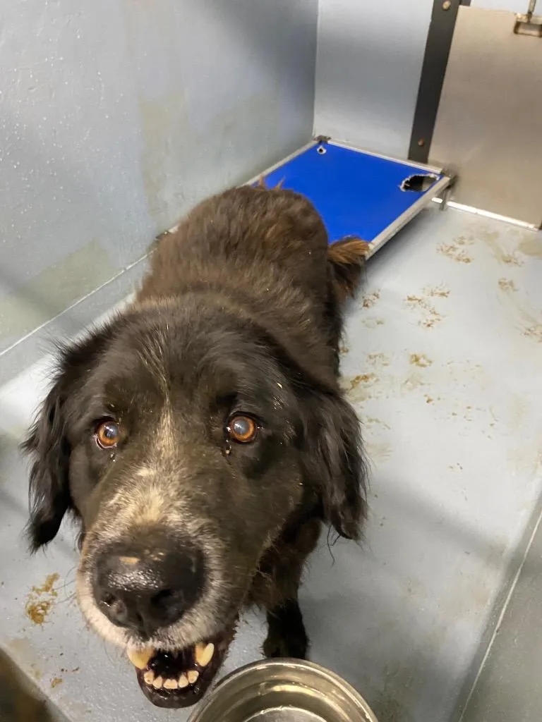 A senior extra large-sized male Mixed Breed dog named Darth Vader for adoption in Cartersville , GA