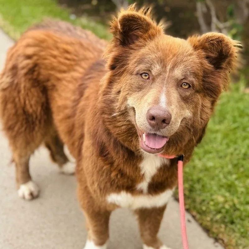 Kodiak
