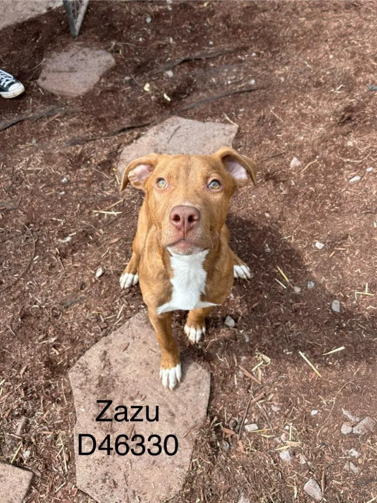 Zazu