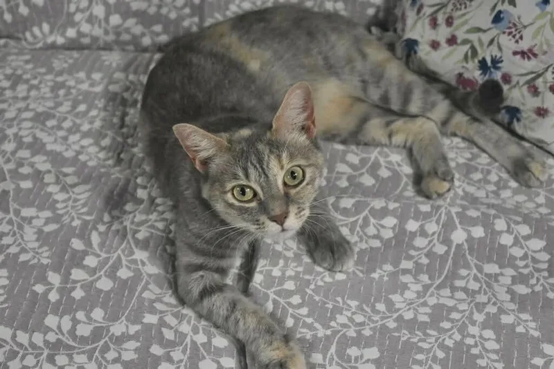 A young small-sized female Dilute Tortoiseshell cat named Salem for adoption in Capshaw, AL