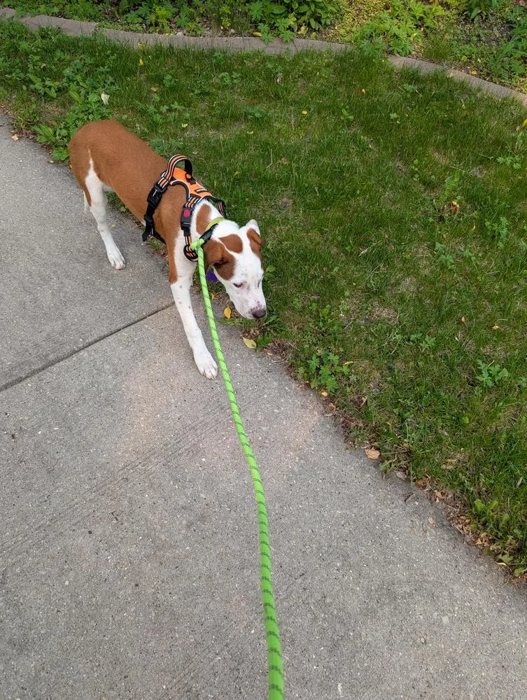 Cloudberry thumbnail 4