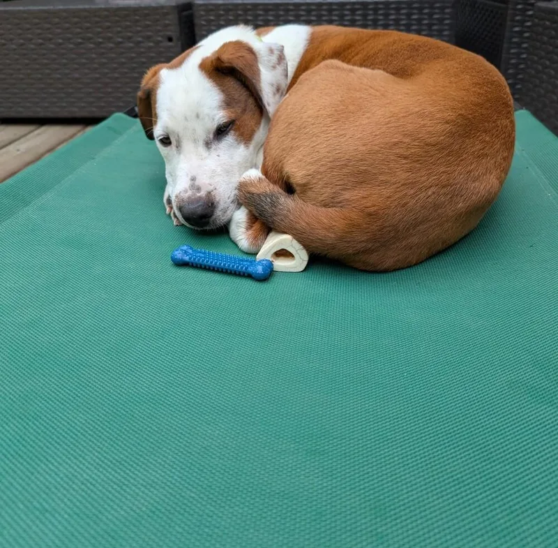 Cloudberry thumbnail 6