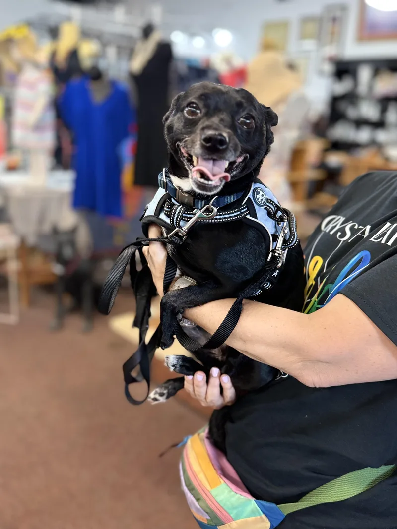 An adult small-sized male Chihuahua dog named Ozzie for adoption in Crystal Lake, IL
