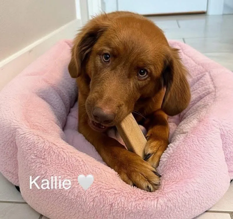 Kallie thumbnail 5