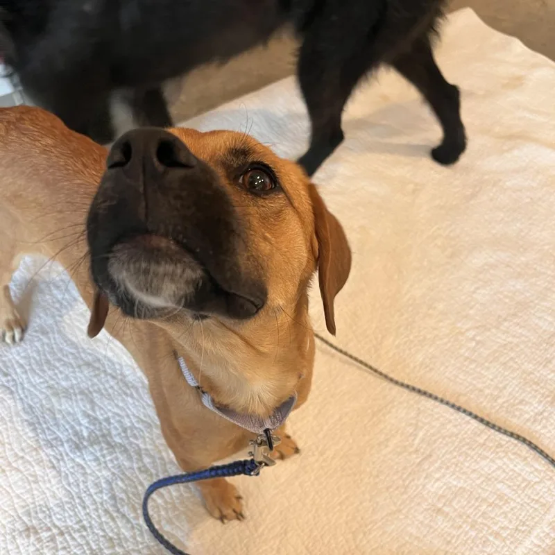 Butterscotch thumbnail 2