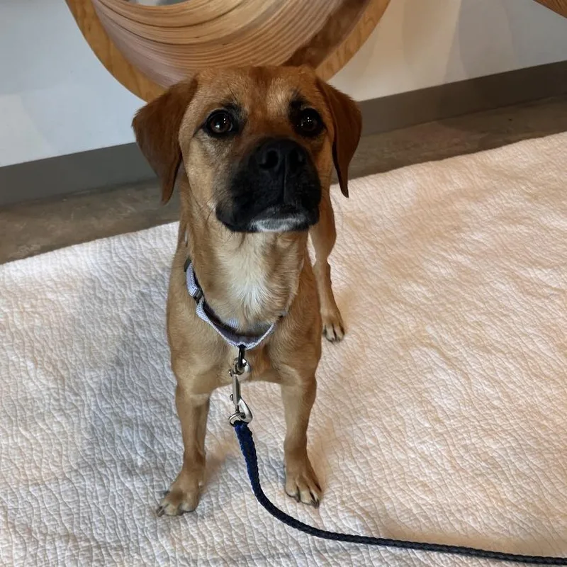 Butterscotch thumbnail 4