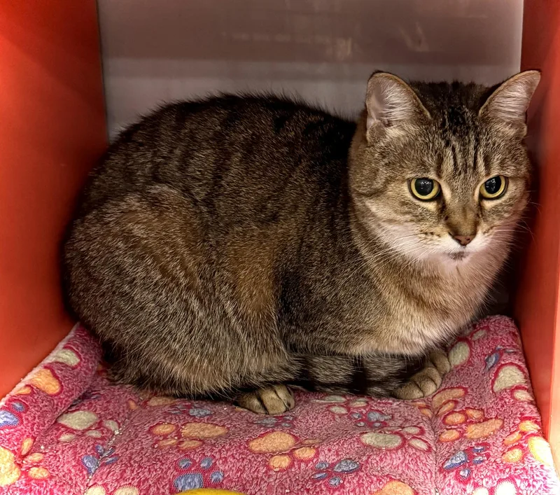 Stringbean thumbnail 4