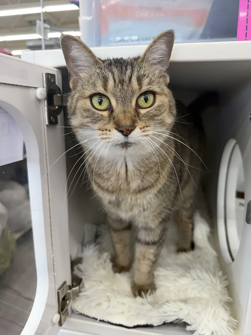 Stringbean thumbnail 6