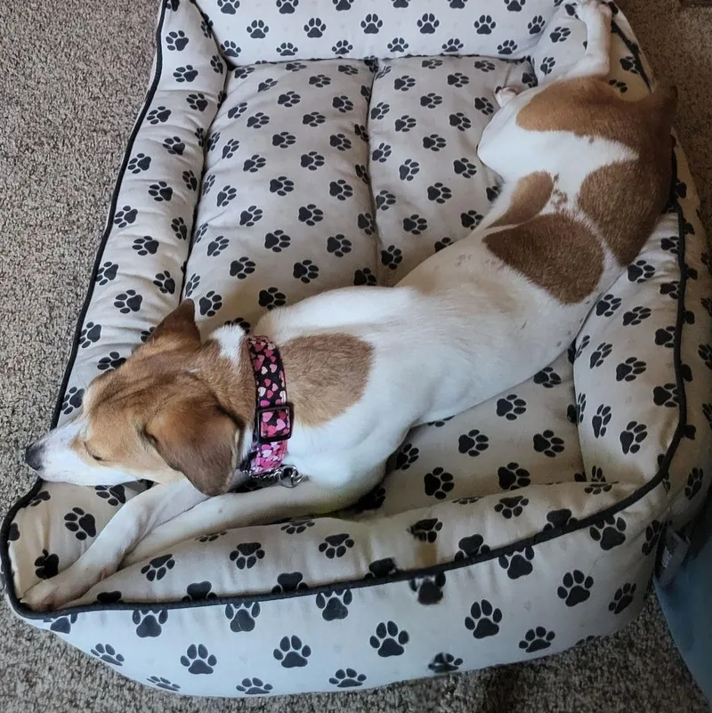 An adult small-sized female Beagle dog named Shining Star for adoption in Racine, WI