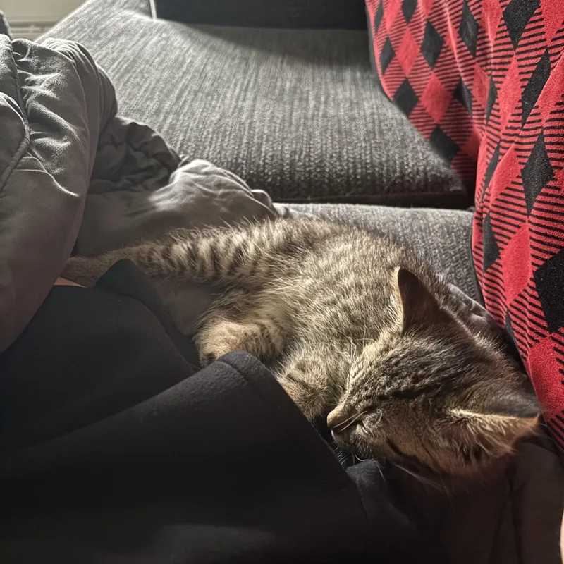 A baby medium-sized male Tabby (Brown / Chocolate) Domestic Short Hair cat named Jonas for adoption in Midland, MI