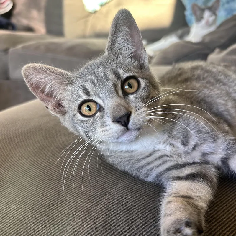 A baby small-sized male Gray / Blue / Silver Domestic Short Hair cat named Jet for adoption in Long Beach, CA