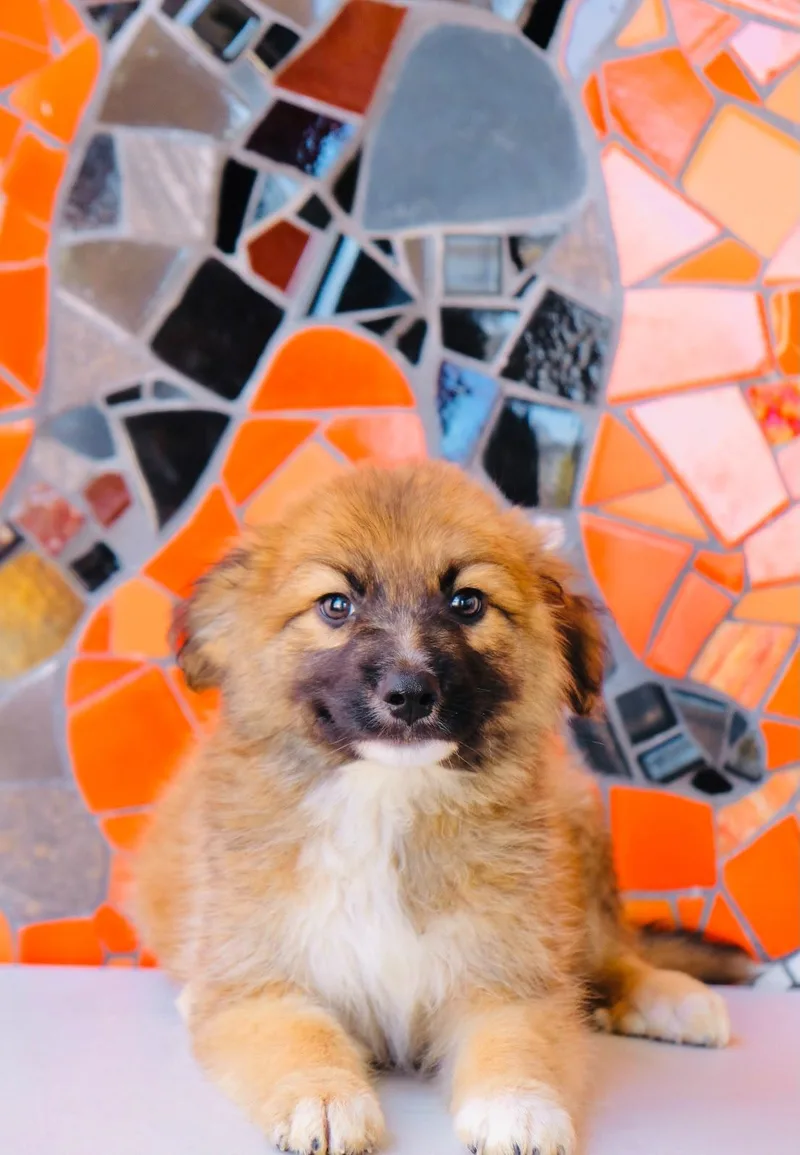 A baby medium-sized male Collie dog named Argentina Pup— Mendoza for adoption in San Diego, CA