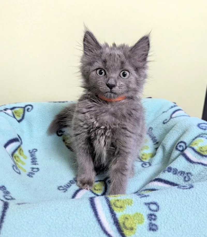 A baby small-sized female Domestic Long Hair cat named Dust Bunny for adoption in Knoxville, TN