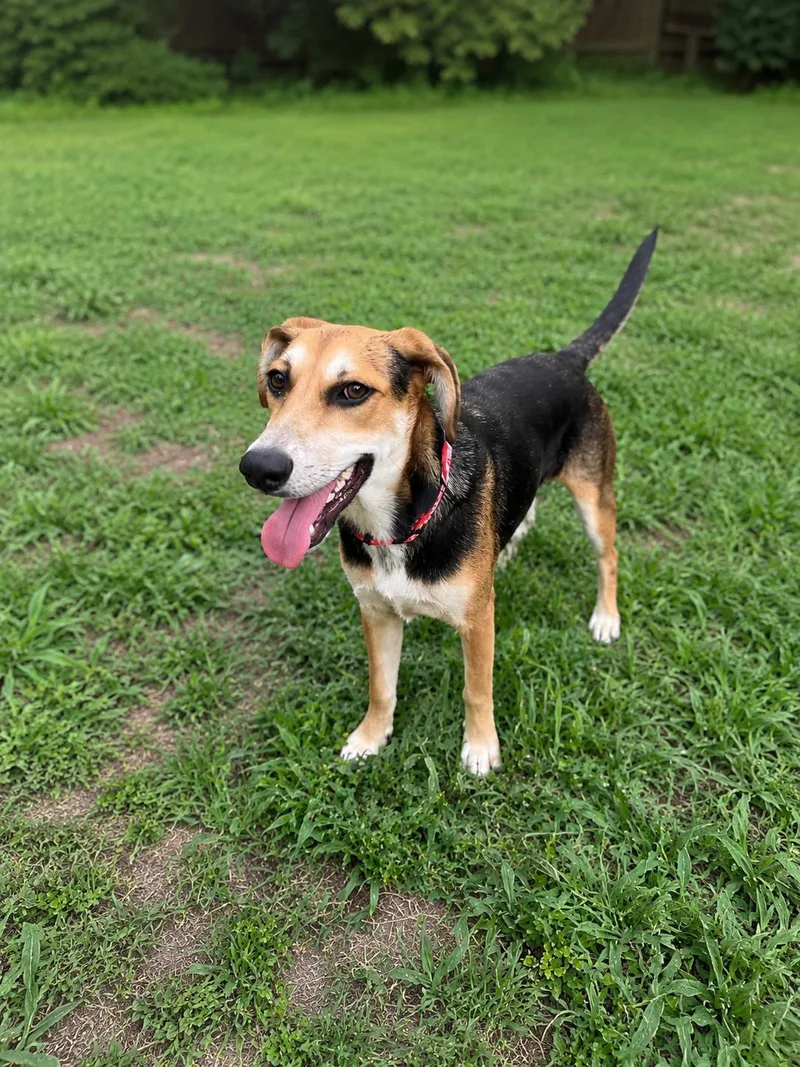 A baby medium-sized female Bicolor Shepherd dog named Saturday for adoption in Vernon, CT