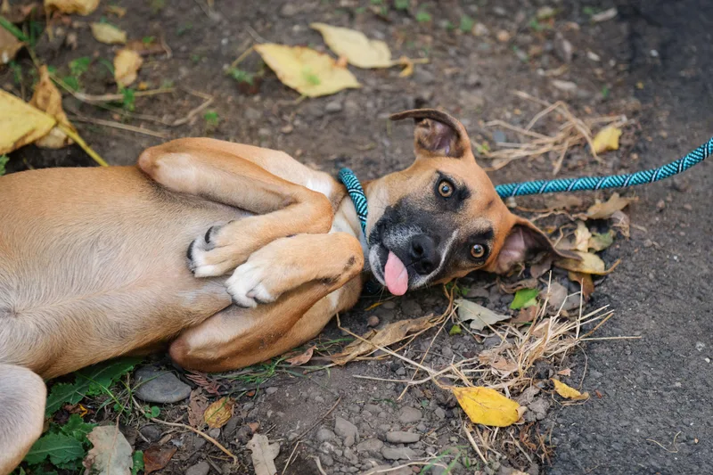 A baby medium-sized female Terrier dog named Kelly for adoption in Santa Rosa, CA