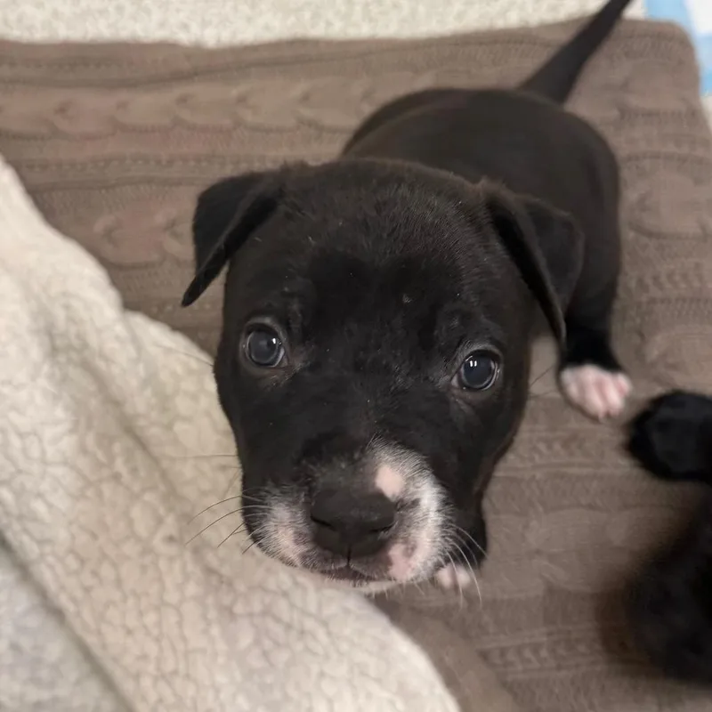 A baby small-sized male Black Labrador Retriever dog named Pinky Tuscadero for adoption in Austin, TX