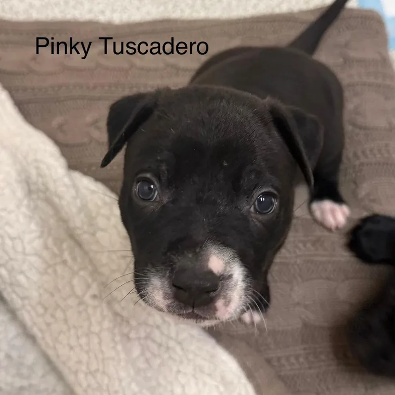 Pinky Tuscadero thumbnail 3