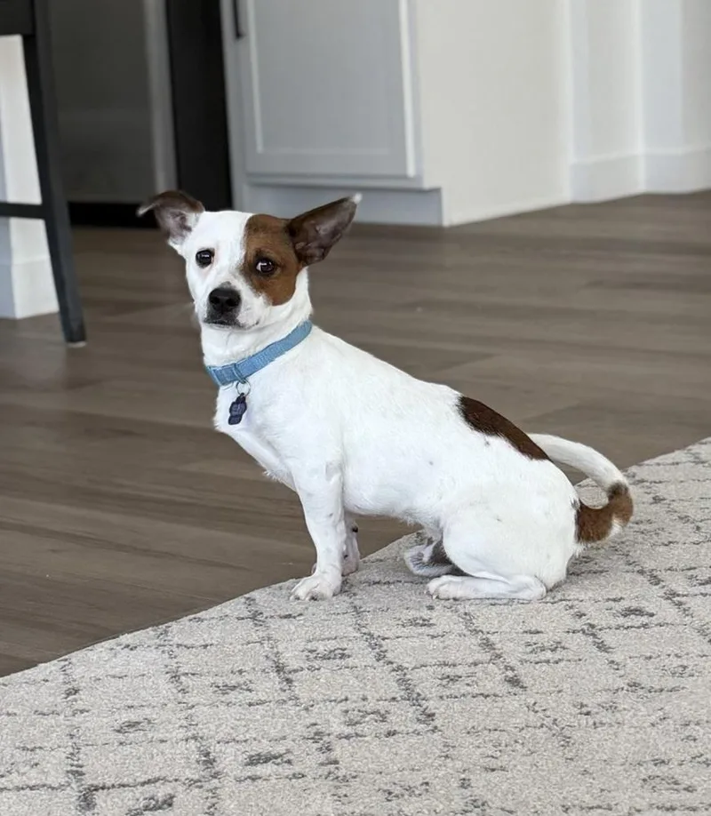 An adult small-sized male Tricolor (Brown, Black, & White) Dachshund dog named Cookie for adoption in Aurora, CO