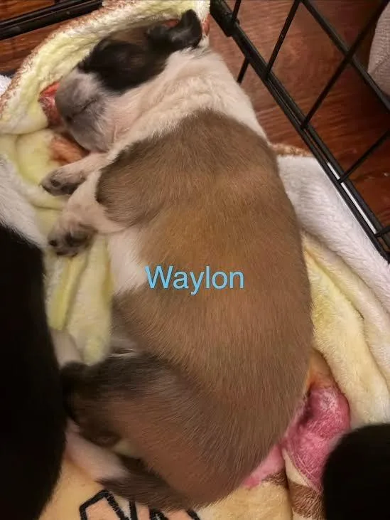 Waylon