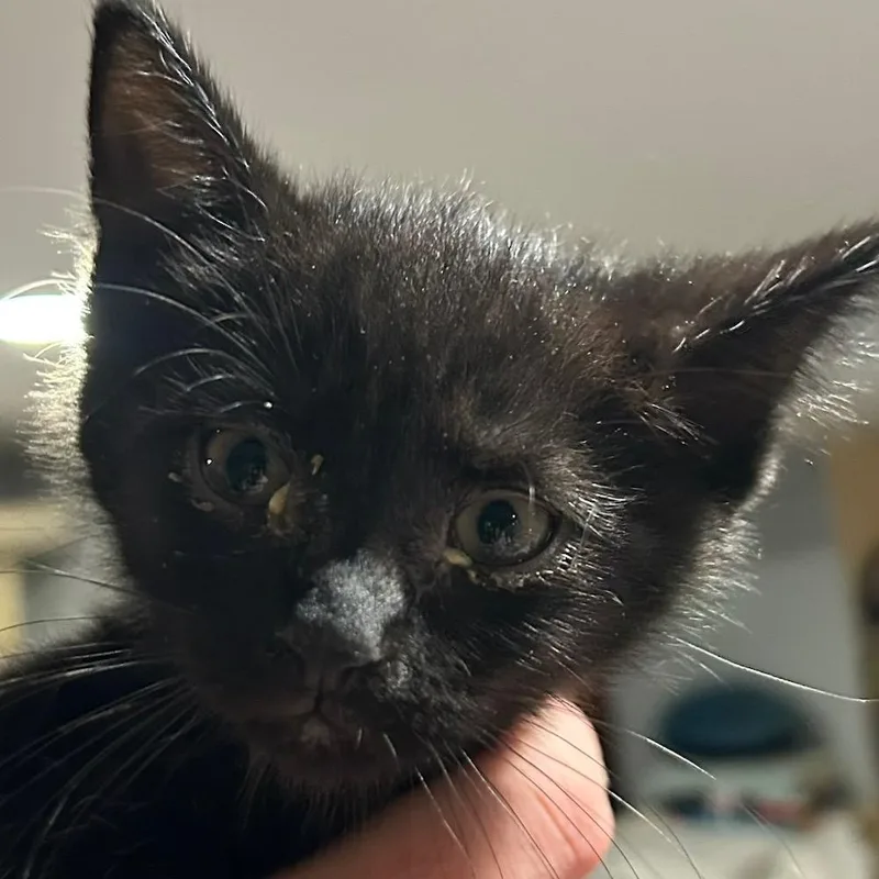 A baby small-sized female Black Domestic Short Hair cat named Joker for adoption in Irwin, PA