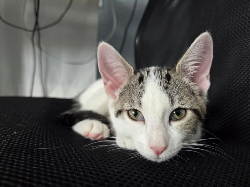 A baby small-sized female Domestic Short Hair cat named Pounce for adoption in Orlando, FL