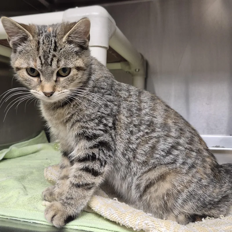 A young medium-sized female Torbie cat named Snickers for adoption in Bluffton, IN